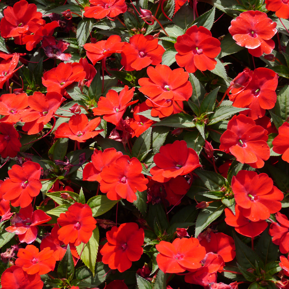 Compact Red Sunpatiens