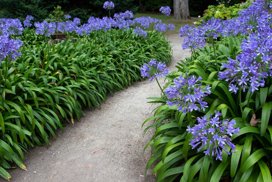 Lily of the Nile Agapanthus