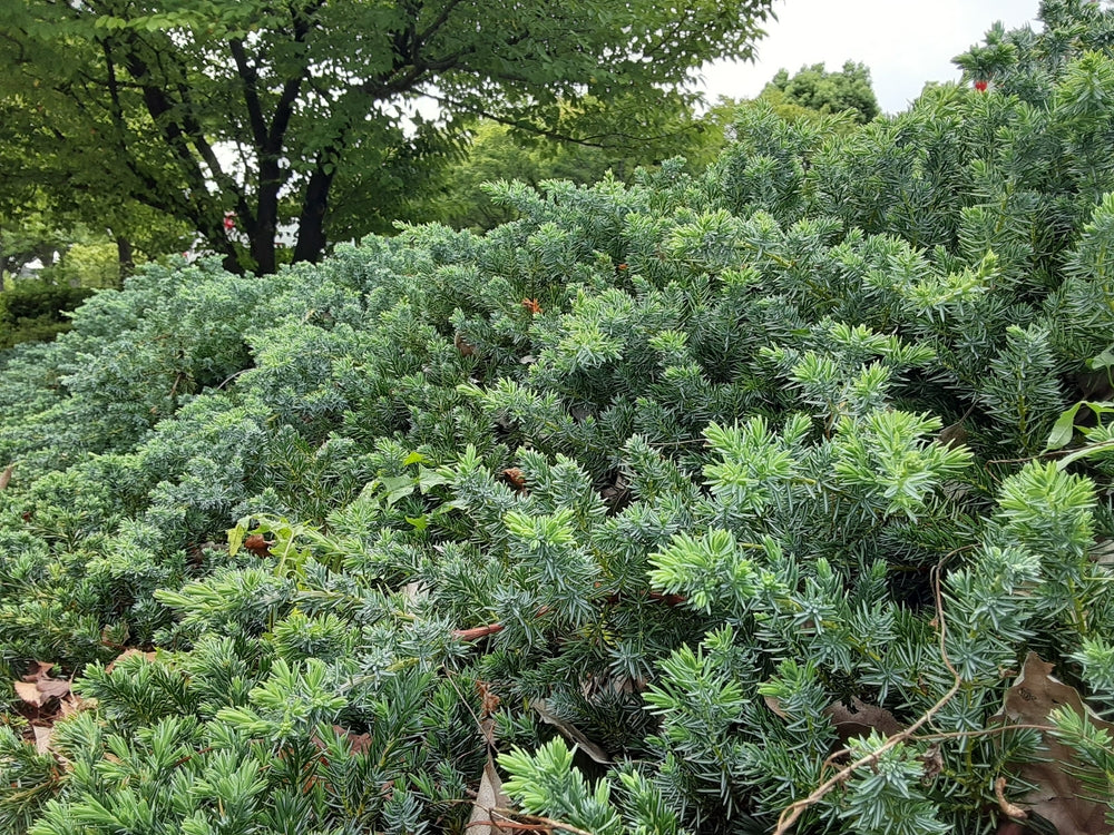 Blue Pacific Juniper