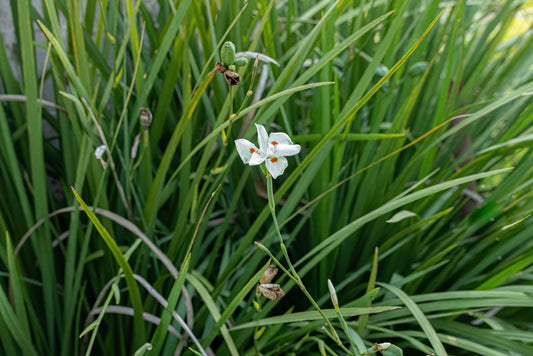 African White Iris