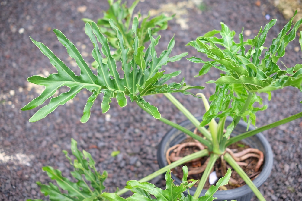 Split Leaf Philodendron