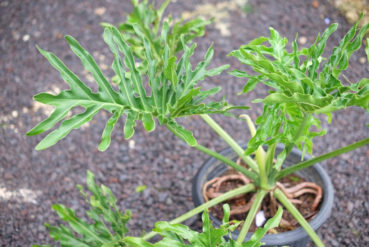 Split Leaf Philodendron