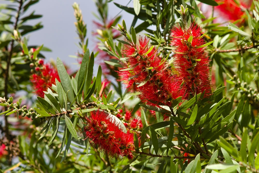 Crimson Bottle Brush