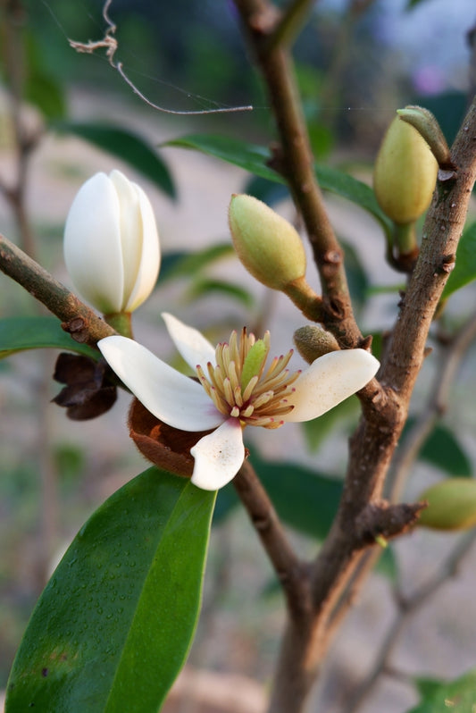 Skinneriana Banana Shrub