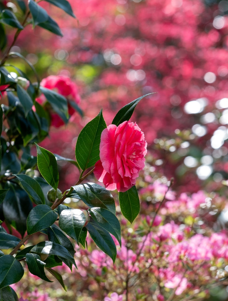 Maiden's Blush Camellia