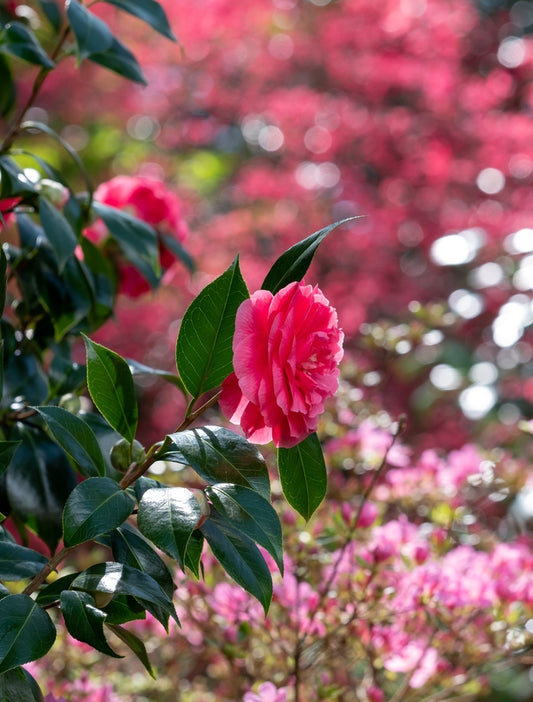 Maiden's Blush Camellia