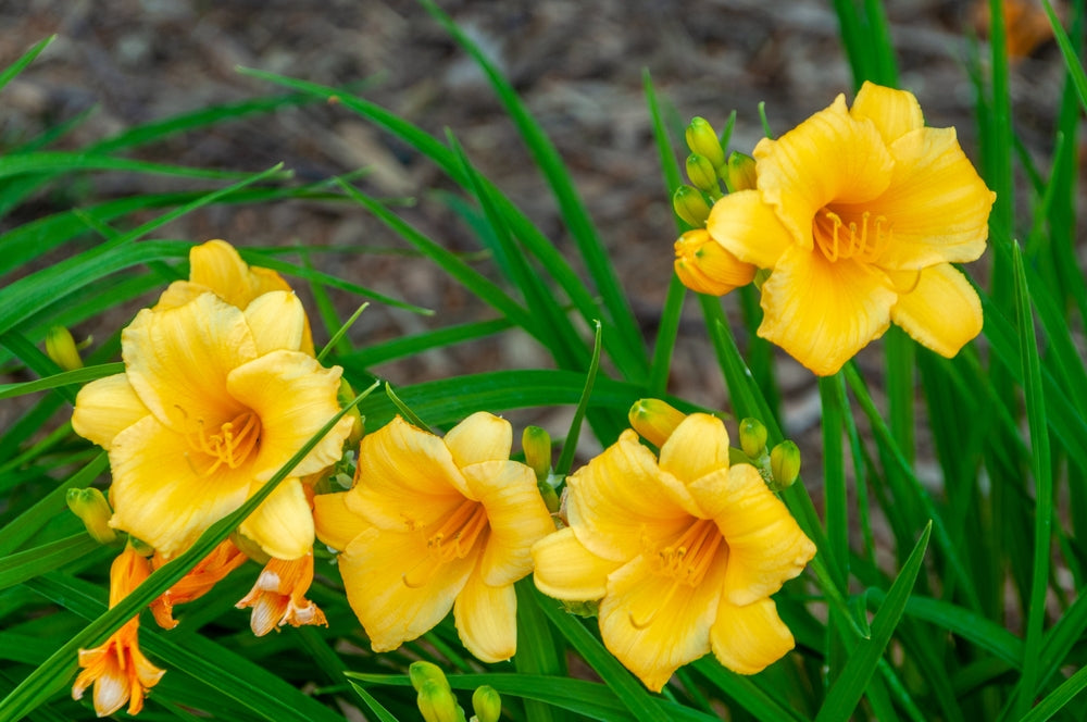 Stella De Oro Daylily