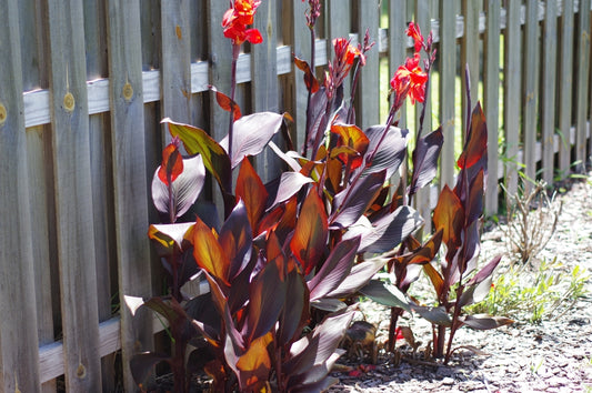 Canna Cannova Bronze Scarlet