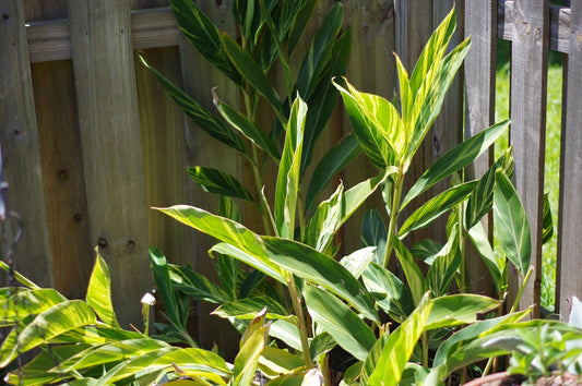 Tricolor Ginger