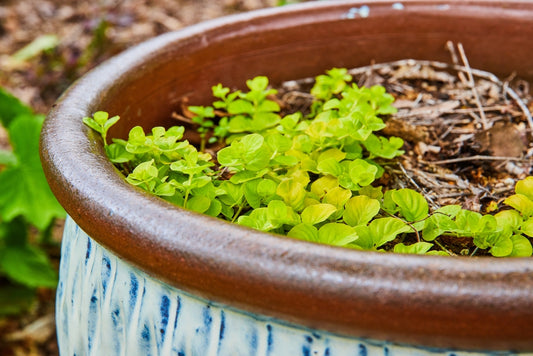 Lysimachia Creeping Jenny