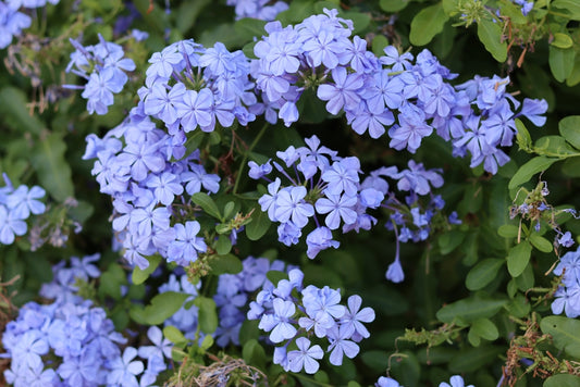 Imperial Blue Plumbago