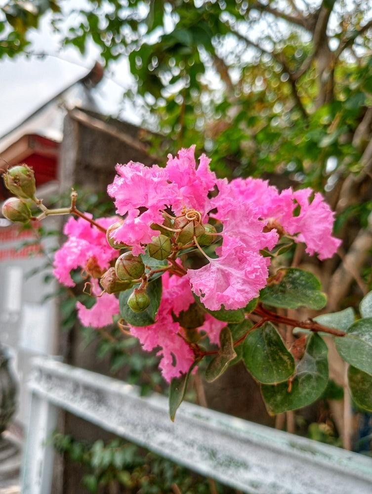 Sioux Crape Myrtle