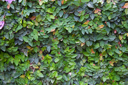 Fig Ivy