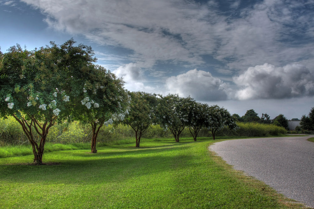 Natchez Crape Myrtle