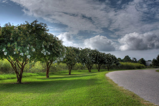 Natchez Crape Myrtle