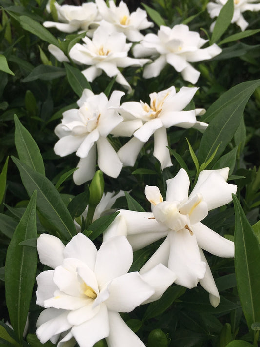 Frost Proof Gardenia