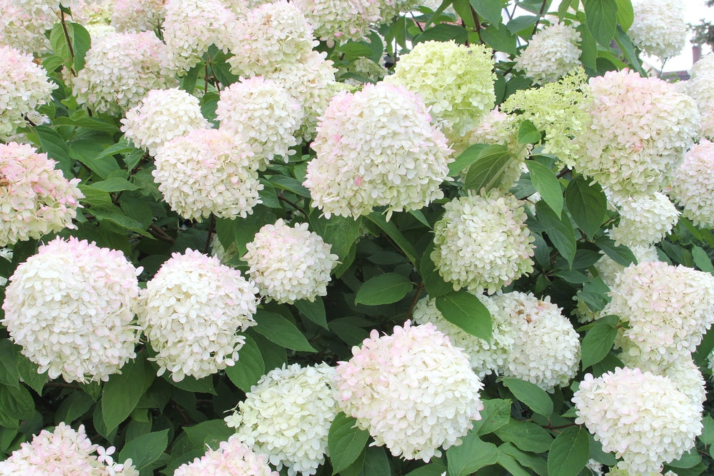 Limelight Prime Hydrangea