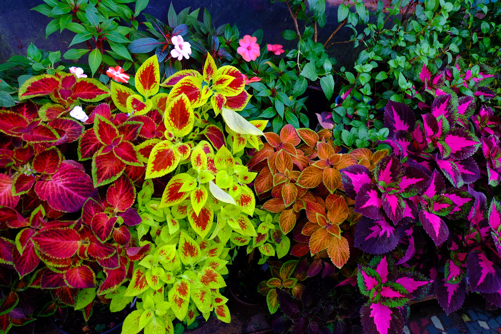 Coleus Flamethrower Chili Pepper