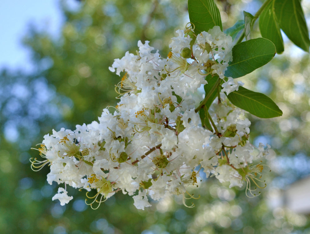 Acoma Crape Myrtle