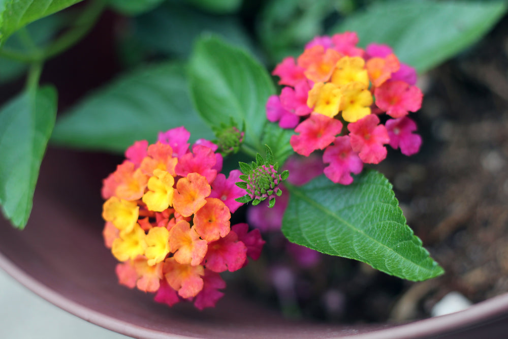 Lucky Sunrise Rose Lantana