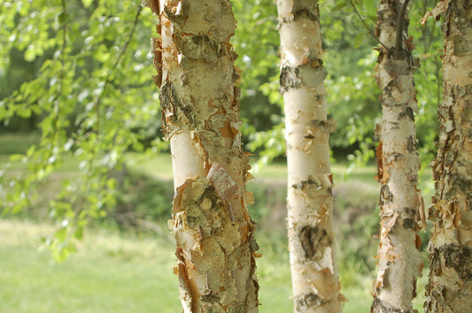 River Birch (Dura-Heat)