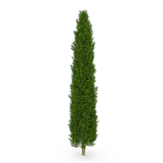 Italian Cypress