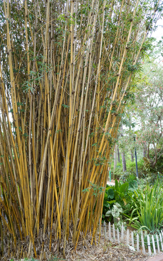 Chinese Goddess Bamboo