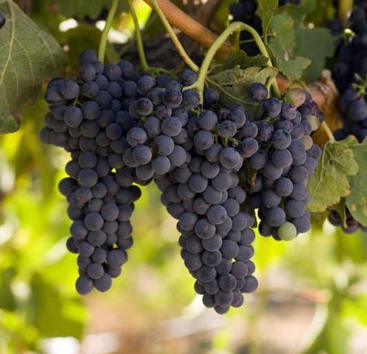 Concord Grapes