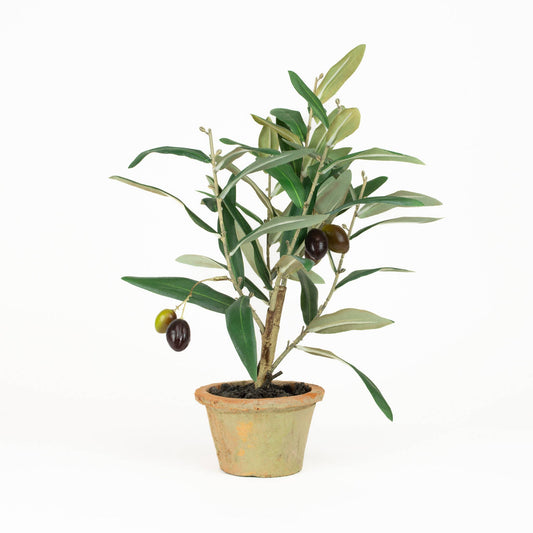 Olive Leaf Tree 12"